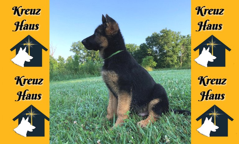 The Kreuz Haus property is clean and pure with beautiful puppy views - Columbus Ohio GSD Puppies for sale