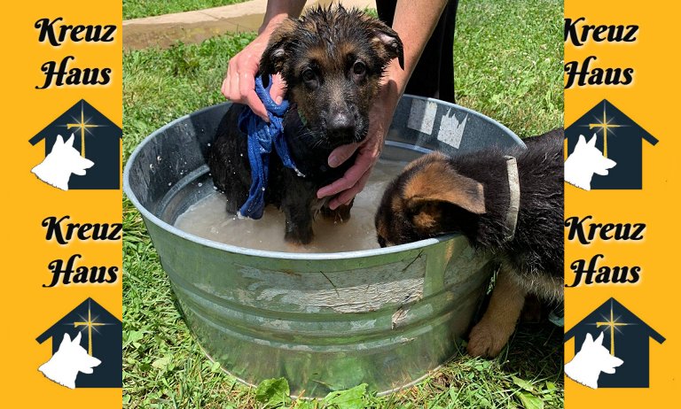 Kreuz Haus German Shepard Puppies - Bath-time for one of our red and black GSD Pups - Indianapolis IN and Elizabethtown KY