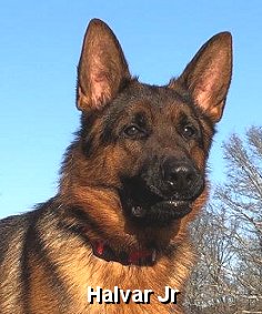 QualityLong Coat German Shepherd Puppies From German Champion Bloodlines