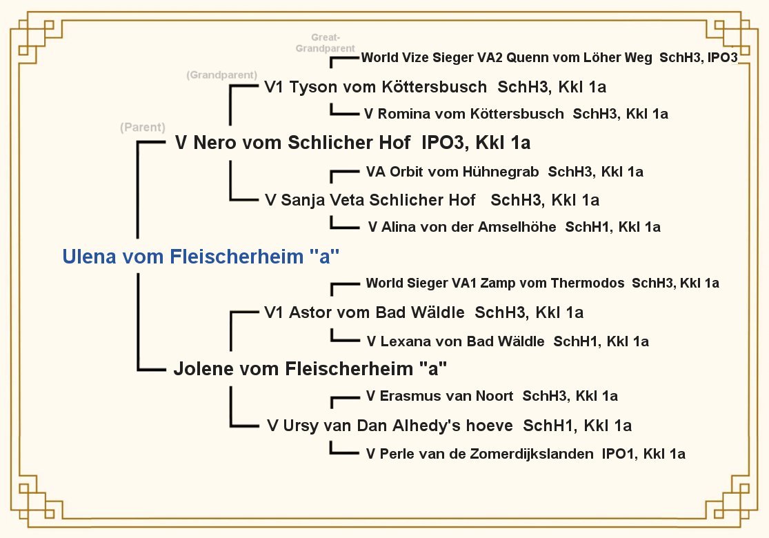 Pedigree of Ulena vom Fleischerhiem - Kreuz Haus German Shepherd Puppies For Sale in Indiana and Ohio