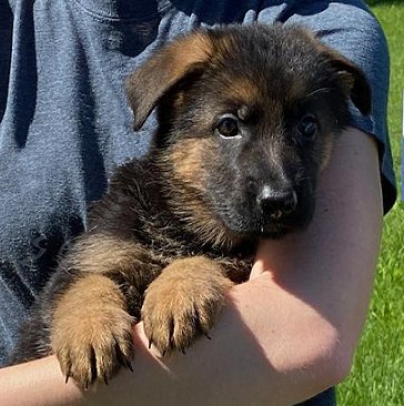 Kreuz Haus Quality Purebred German Shepherd Puppies For Sale